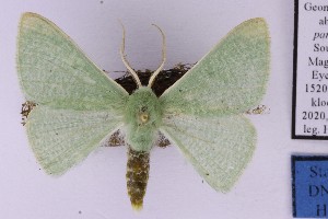  ( - BC_ZSM_Lep_121619)  @11 [ ] by-nc-sa (2025) SNSB, Staatliche Naturwissenschaftliche Sammlungen Bayerns ZSM (SNSB, Zoologische Staatssammlung Muenchen)