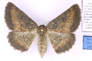  (Aphilopota euodia - BC_ZSM_Lep_121620)  @11 [ ] by-nc-sa (2025) SNSB, Staatliche Naturwissenschaftliche Sammlungen Bayerns ZSM (SNSB, Zoologische Staatssammlung Muenchen)