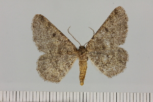  (Parectropis cf. fraudulenta - BC_ZSM_Lep_121622)  @11 [ ] by-nc-sa (2025) SNSB, Staatliche Naturwissenschaftliche Sammlungen Bayerns ZSM (SNSB, Zoologische Staatssammlung Muenchen)