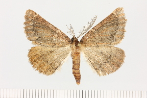  (Drepanogynis incondita - BC_ZSM_Lep_121641)  @11 [ ] by-nc-sa (2025) SNSB, Staatliche Naturwissenschaftliche Sammlungen Bayerns ZSM (SNSB, Zoologische Staatssammlung Muenchen)