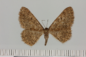  (Crambometra mimela - BC_ZSM_Lep_121642)  @11 [ ] by-nc-sa (2025) SNSB, Staatliche Naturwissenschaftliche Sammlungen Bayerns ZSM (SNSB, Zoologische Staatssammlung Muenchen)