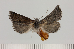  ( - BC_ZSM_Lep_121660)  @11 [ ] by-nc-sa (2025) SNSB, Staatliche Naturwissenschaftliche Sammlungen Bayerns ZSM (SNSB, Zoologische Staatssammlung Muenchen)