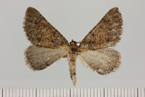  (Drepanogynis cf. hypopleaHS03 - BC_ZSM_Lep_121665)  @11 [ ] by-nc-sa (2025) SNSB, Staatliche Naturwissenschaftliche Sammlungen Bayerns ZSM (SNSB, Zoologische Staatssammlung Muenchen)