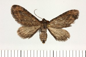  ( - BC_ZSM_Lep_121675)  @11 [ ] by-nc-sa (2025) SNSB, Staatliche Naturwissenschaftliche Sammlungen Bayerns ZSM (SNSB, Zoologische Staatssammlung Muenchen)