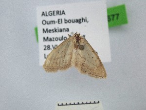  ( - BC_ZSM_Lep_121677)  @11 [ ] by-nc-sa (2025) SNSB, Staatliche Naturwissenschaftliche Sammlungen Bayerns ZSM (SNSB, Zoologische Staatssammlung Muenchen)