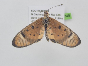  ( - BC_ZSM_Lep_121749)  @11 [ ] by-nc-sa (2025) SNSB, Staatliche Naturwissenschaftliche Sammlungen Bayerns ZSM (SNSB, Zoologische Staatssammlung Muenchen)