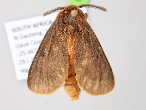  ( - BC_ZSM_Lep_122127)  @11 [ ] by-nc-sa (2025) SNSB, Staatliche Naturwissenschaftliche Sammlungen Bayerns ZSM (SNSB, Zoologische Staatssammlung Muenchen)