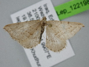  ( - BC_ZSM_Lep_122198)  @11 [ ] by-nc-sa (2025) SNSB, Staatliche Naturwissenschaftliche Sammlungen Bayerns ZSM (SNSB, Zoologische Staatssammlung Muenchen)