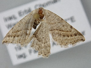  ( - BC_ZSM_Lep_122199)  @11 [ ] by-nc-sa (2025) SNSB, Staatliche Naturwissenschaftliche Sammlungen Bayerns ZSM (SNSB, Zoologische Staatssammlung Muenchen)