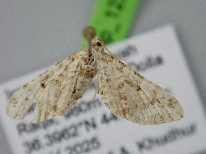  ( - BC_ZSM_Lep_122206)  @11 [ ] by-nc-sa (2025) SNSB, Staatliche Naturwissenschaftliche Sammlungen Bayerns ZSM (SNSB, Zoologische Staatssammlung Muenchen)