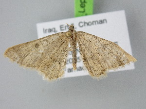  ( - BC_ZSM_Lep_122217)  @11 [ ] by-nc-sa (2025) SNSB, Staatliche Naturwissenschaftliche Sammlungen Bayerns ZSM (SNSB, Zoologische Staatssammlung Muenchen)