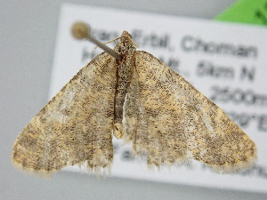  ( - BC_ZSM_Lep_122220)  @11 [ ] by-nc-sa (2025) SNSB, Staatliche Naturwissenschaftliche Sammlungen Bayerns ZSM (SNSB, Zoologische Staatssammlung Muenchen)