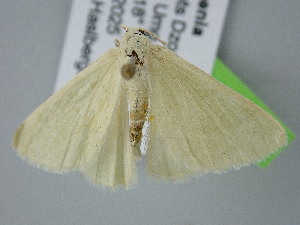  ( - BC_ZSM_Lep_122226)  @11 [ ] by-nc-sa (2025) SNSB, Staatliche Naturwissenschaftliche Sammlungen Bayerns ZSM (SNSB, Zoologische Staatssammlung Muenchen)