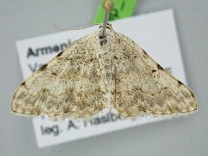  ( - BC_ZSM_Lep_122249)  @11 [ ] by-nc-sa (2025) SNSB, Staatliche Naturwissenschaftliche Sammlungen Bayerns ZSM (SNSB, Zoologische Staatssammlung Muenchen)