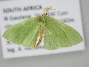  ( - BC_ZSM_Lep_122293)  @11 [ ] by-nc-sa (2025) SNSB, Staatliche Naturwissenschaftliche Sammlungen Bayerns ZSM (SNSB, Zoologische Staatssammlung Muenchen)