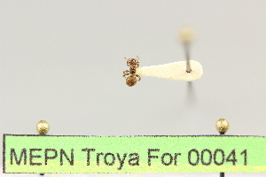  (Cephalotes sp - MEPN Troya For 00041)  @12 [ ] Copyright (2012) Adrian Troya MEPN