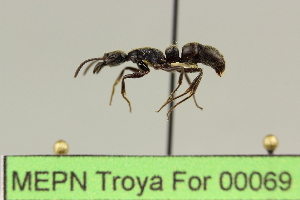  (Pachycondyla sp. 1 - MEPN Troya For 00069)  @11 [ ] Copyright (2012) Adrian Troya MEPN