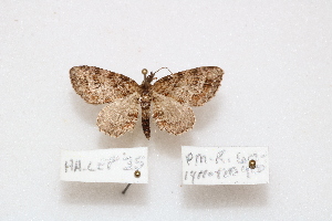  (Eupithecia monticolans - HA_LEP35)  @11 [ ] CreativeCommons - Attribution Non-Commercial Share-Alike (2022) Unspecified USGS Pacific Island Ecosystems Research Center