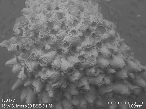  ( - ZMBN_138177)  @11 [ ] CreativeCommons Attribution Share-Alike (CC-BY-SA) (2024) Natural History Museum, University of Oslo Natural History Museum, University of Oslo
