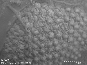  ( - ZMBN_137999)  @11 [ ] CreativeCommons Attribution Share-Alike (CC-BY-SA) (2024) Natural History Museum, University of Oslo Natural History Museum, University of Oslo