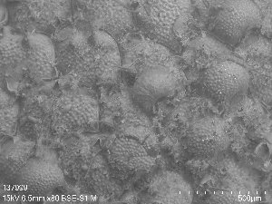  ( - ZMBN_137999)  @11 [ ] CreativeCommons Attribution Share-Alike (CC-BY-SA) (2024) Natural History Museum, University of Oslo Natural History Museum, University of Oslo