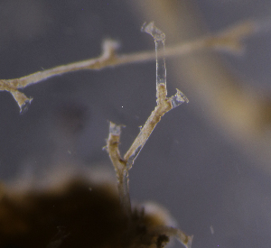  (Halecium tenellum - NH0230)  @11 [ ] by-nc-sa (2022) Luis Martell University Museum of Bergen, Natural History Collections