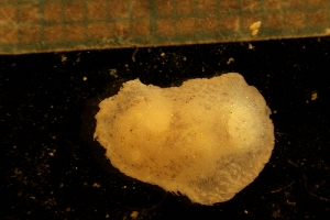  ( - NTNU-VM-82149)  @11 [ ] Creative Commons BY NC SA (2022) University of Bergen Natural History Collections