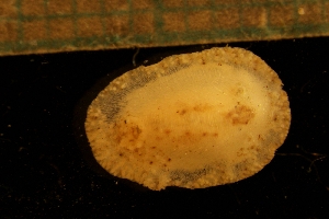  ( - NTNU-VM-82152)  @11 [ ] Creative Commons BY NC SA (2022) University of Bergen Natural History Collections