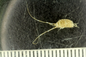  ( - NTNU_78117)  @11 [ ] CreativeCommons - Attribution Non-Commercial Share-Alike (2019) University of Bergen Natural History Collections
