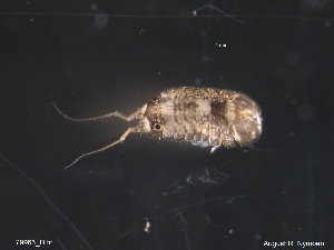  (Jaera cf. forsmani - UMBergen_HBF_A47)  @11 [ ] Creative Commons BY NC SA (2020) University of Bergen Natural History Collections