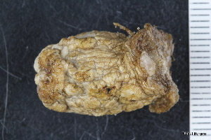  ( - ZMBN_130058)  @11 [ ] CreativeCommons - Attribution Non-Commercial Share-Alike (2019) University of Bergen Natural History Collections