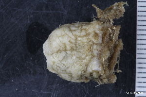  ( - ZMBN_130069)  @11 [ ] CreativeCommons - Attribution Non-Commercial Share-Alike (2019) University of Bergen Natural History Collections