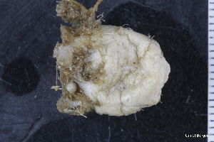 ( - ZMBN_130069)  @11 [ ] CreativeCommons - Attribution Non-Commercial Share-Alike (2019) University of Bergen Natural History Collections
