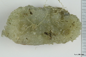  ( - ZMBN_130078)  @11 [ ] CreativeCommons - Attribution Non-Commercial Share-Alike (2019) University of Bergen Natural History Collections