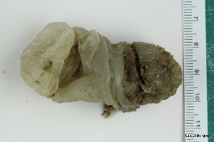  ( - ZMBN_130082)  @11 [ ] CreativeCommons - Attribution Non-Commercial Share-Alike (2019) University of Bergen Natural History Collections