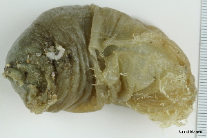  ( - ZMBN_130086)  @11 [ ] CreativeCommons - Attribution Non-Commercial Share-Alike (2019) University of Bergen Natural History Collections