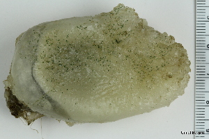  ( - ZMBN_130089)  @11 [ ] CreativeCommons - Attribution Non-Commercial Share-Alike (2019) University of Bergen Natural History Collections