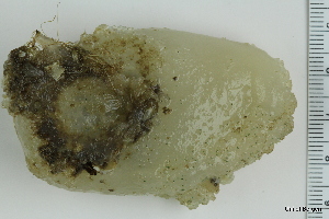  ( - ZMBN_130089)  @11 [ ] CreativeCommons - Attribution Non-Commercial Share-Alike (2019) University of Bergen Natural History Collections