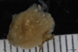 (Polyclinum - ZMBN_130103)  @11 [ ] CreativeCommons - Attribution Non-Commercial Share-Alike (2019) University of Bergen Natural History Collections