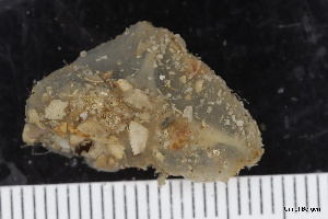  ( - ZMBN_130122)  @11 [ ] CreativeCommons - Attribution Non-Commercial Share-Alike (2019) University of Bergen Natural History Collections