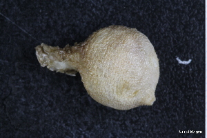  ( - ZMBN_130129)  @11 [ ] CreativeCommons - Attribution Non-Commercial Share-Alike (2019) University of Bergen Natural History Collections