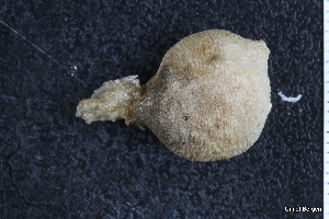  ( - ZMBN_130129)  @11 [ ] CreativeCommons - Attribution Non-Commercial Share-Alike (2019) University of Bergen Natural History Collections