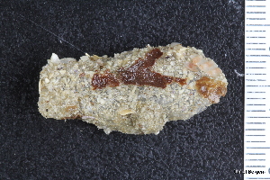  ( - ZMBN_130132)  @11 [ ] CreativeCommons - Attribution Non-Commercial Share-Alike (2019) University of Bergen Natural History Collections