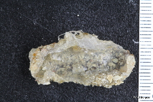  ( - ZMBN_130132)  @11 [ ] CreativeCommons - Attribution Non-Commercial Share-Alike (2019) University of Bergen Natural History Collections
