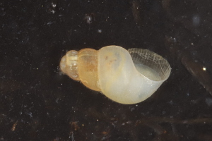  ( - ZMBN_130315)  @11 [ ] CreativeCommons - Attribution Non-Commercial Share-Alike (2019) University of Bergen Natural History Collections