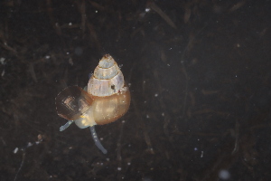  ( - ZMBN_130358)  @11 [ ] CreativeCommons - Attribution Non-Commercial Share-Alike (2019) University of Bergen Natural History Collections