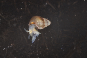  ( - ZMBN_130358)  @11 [ ] CreativeCommons - Attribution Non-Commercial Share-Alike (2019) University of Bergen Natural History Collections