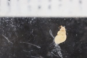  ( - ZMBN_130380)  @11 [ ] CreativeCommons - Attribution Non-Commercial Share-Alike (2019) University of Bergen Natural History Collections