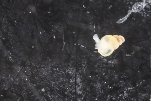  ( - ZMBN_130426)  @11 [ ] CreativeCommons - Attribution Non-Commercial Share-Alike (2019) University of Bergen Natural History Collections