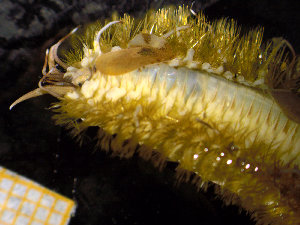  ( - ZMBN_130538)  @11 [ ] Creative Commons BY NC SA (2020) University of Bergen Natural History Collections